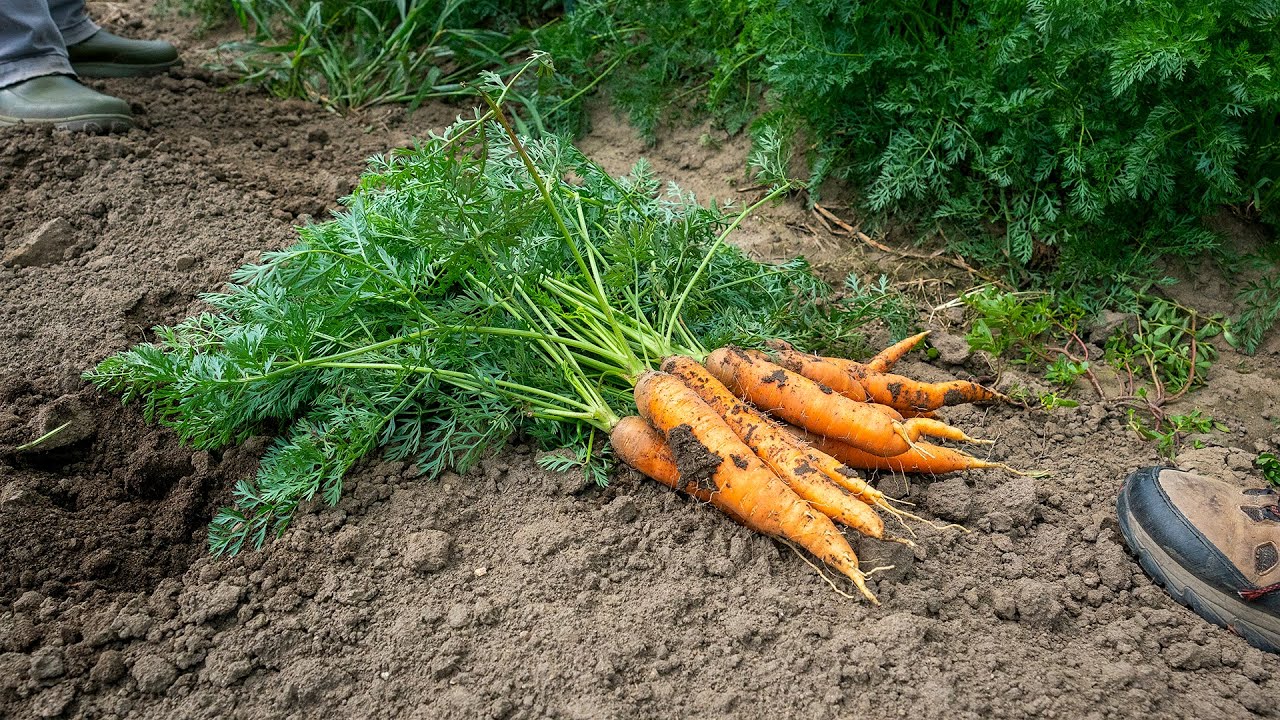 Win Back A Carrot Crop After Rainy Weather - Using Spyders to remove Purslane