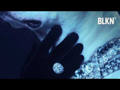 NIKOLIJA - PITBULL (OFFICIAL VISUALIZER)