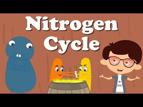 Nitrogen Cycle | #aumsum #kids #education #science #learn