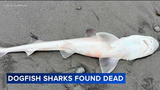 Download lagu Mystery surrounds dozens of dead sharks found at the Jersey shore mp3 Download lagu Mystery surrounds dozens of dead sharks found at the Jersey shore mp3