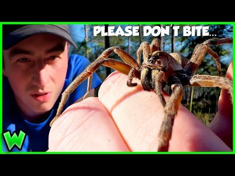 今まで見た中で最大のオオカミグモを扱う