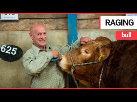 Farmer who was trampled by prize-winning bull is reunited with the animal | SWNS TV