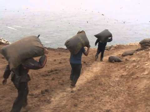 One century on, the guano boom is back