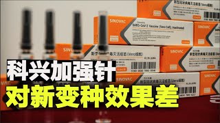 防Omicron科兴加强针效果较差，两剂的科兴疫苗无法抵御新变种【时事追踪】