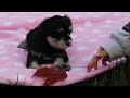 Miniature Schnauzer dogs for sale: Lexi - Video 1