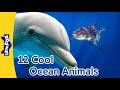 Meet 12 Cool Ocean Animals | Clown Fish, Sea Horse, Manta Ray, Bottlenose Dolphin, and More