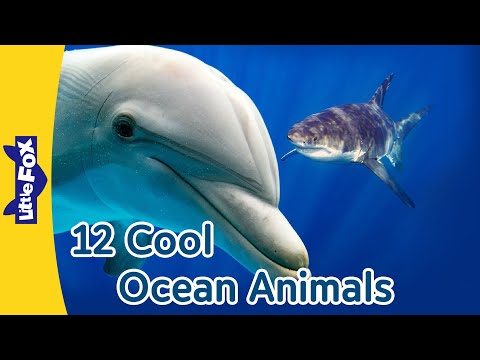 Meet 12 Cool Ocean Animals | Clown Fish, Sea Horse, Manta Ray, Bottlenose Dolphin, and More