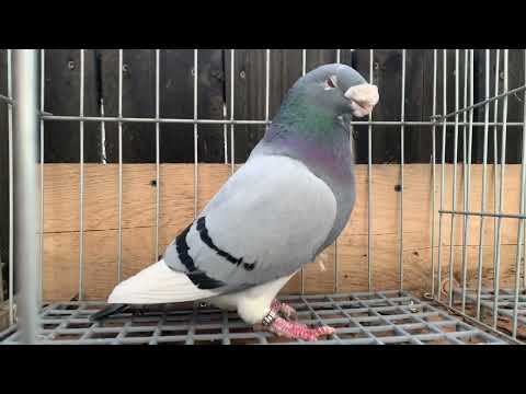 American show racer by AJ loft