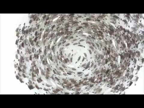 this drone footage shows a reindeer cyclone in all its glory