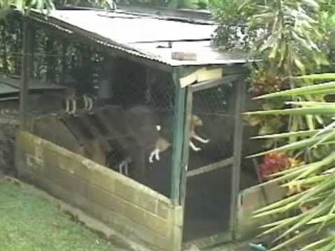 Prison Break