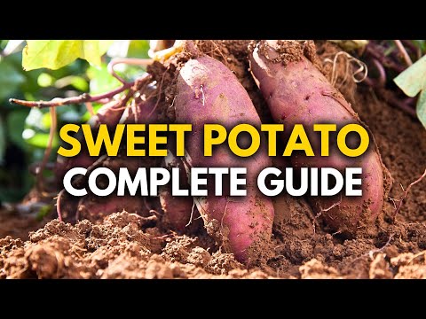How to Grow Sweet Potatoes: Everything You Need to Know
