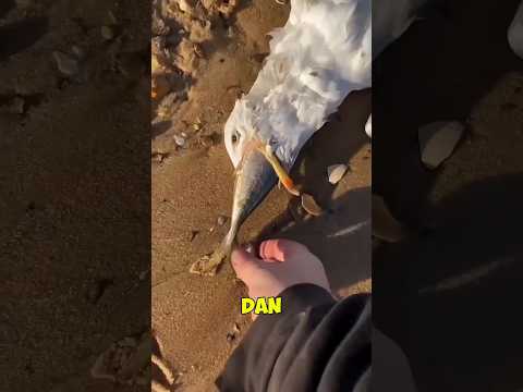 This Man Found a Dead Seagull After Eating Fish!