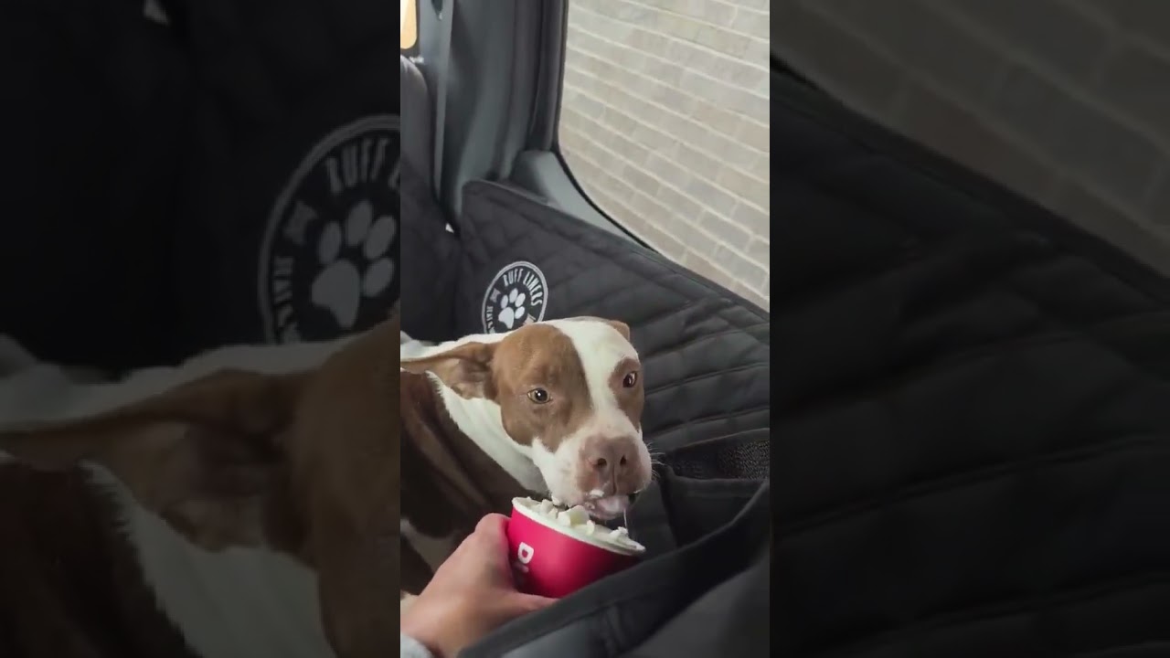 Bella video