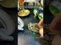 This Is How I Identify Male Vs Female Ball Pythons It Does Not Work On All Species Snakes