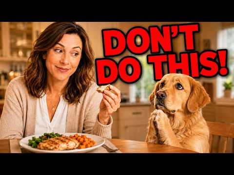 Why Your Dog Begs for Food — And How to Stop It