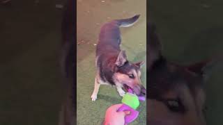 Video preview image #1 German Shepherd Dog-Unknown Mix Puppy For Sale in Rockwall, TX, USA