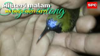 Download lagu Sogok ontong (sogon),Mitos Burung madu sriganti,misteri malam.spc mp3