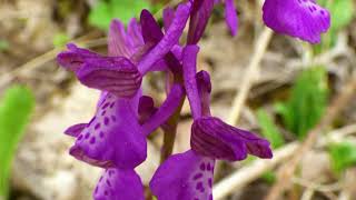 Caravan - Toots Thielemans · Kurt Edelhagen And His Orchestra