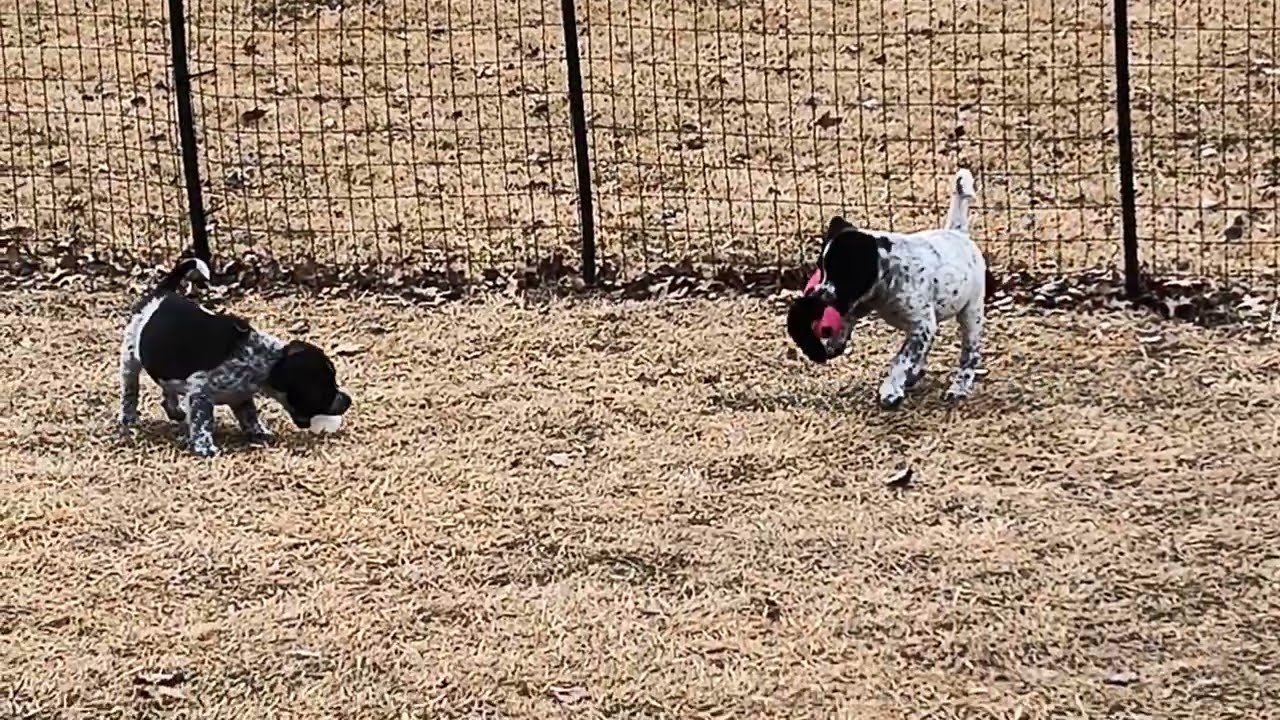 Noah, a ADOPTABLE mixed breed in Aurora, IL video 2/5