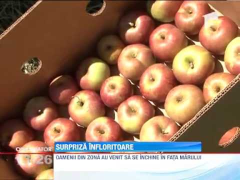 Au inflorit merii in comuna Stroiesti