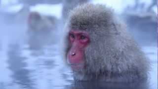 Monkey Meditations - Snow Monkeys in a Hot Spring, Japan