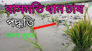 বাসমতি ধান চাষ পদ্ধতি! Basmati rice cultivation method!