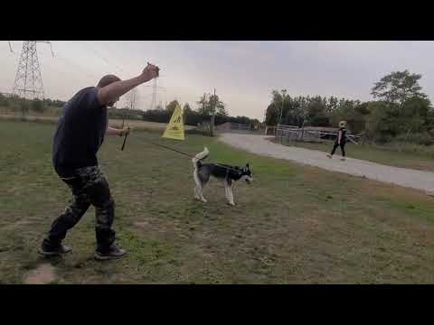 Train any dog to COME with the E Collar.."even a Husky" - Pt 1