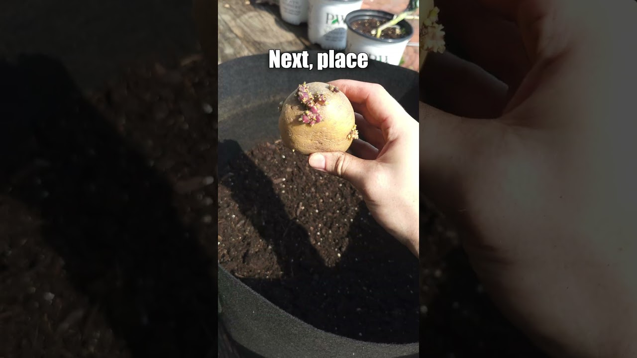 The EASIEST Way to Grow Potatoes at Home 🥔