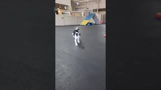 Video preview image #1 Border Collie Puppy For Sale in Highland, IL, USA