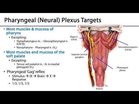 Larynx, Pharynx and CST LO 4 - Pharyngeal Plexus