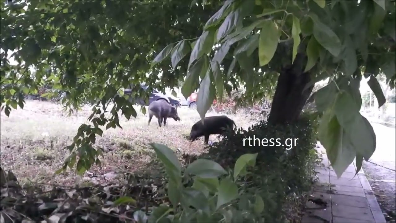 Wildschweine... grasen in Thessaloniki