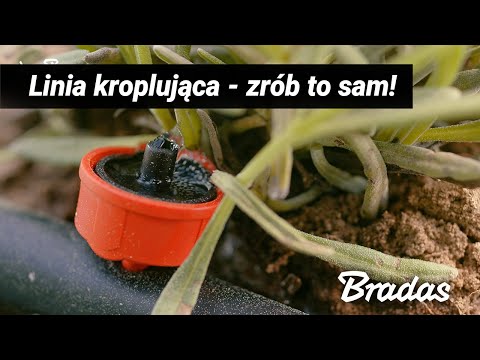 System Nawadniania Kropelkowego W Polu Lawendowym - Zrób To Sam!