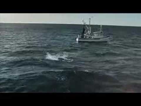 JOHN WEST TUNA TO GO AD SHARK VS FISHERMAN