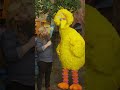 Singing With Big Bird And Chris Stapleton Sesamestreet
