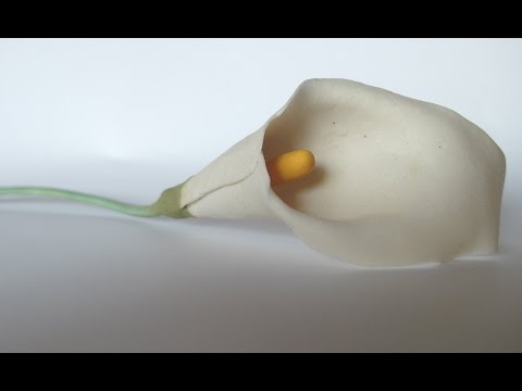 La medicina che opera a tutti i parassiti Come trovare vermi in un gatto