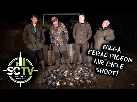 S&C TV | Air rifle hunting with Terry Doe & Dave Barham 5 | Feral pigeon shoot