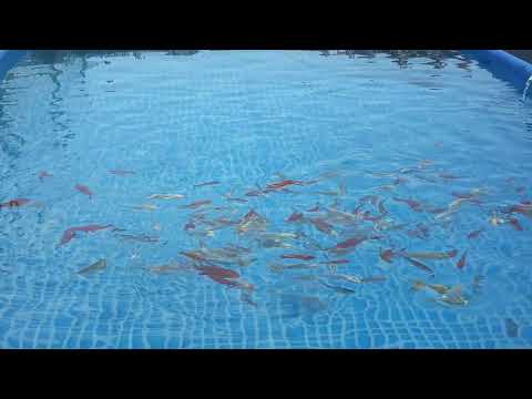 Carpe Koi in una piscina grandissima - Progetto 21 no profit
