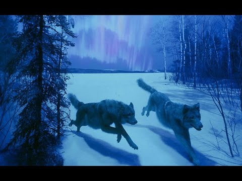 BiG WoLF ft BiG NiGhT & Durimash - LOJA