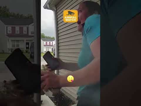 🤪 des animaux pris en flagrant délit de pandémonium !!!