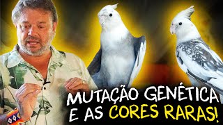 Miniatura do vídeo