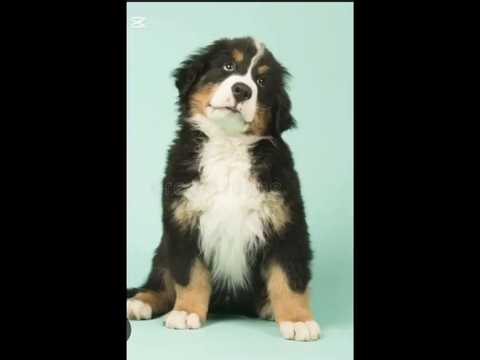 DID YOU KNOW THAT DOGS?