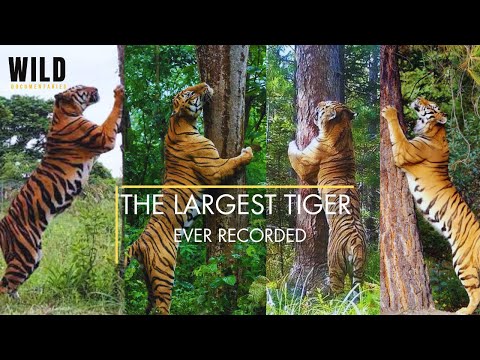 The LARGEST TIGER Ever Recorded!  | Meet 4 Giant Tigers (3 Wild, 1 Captive) | RARE – Must Watch!