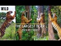 The LARGEST TIGER Ever Recorded Meet 4 Giant Tigers 3 Wild 1 Captive RARE Must Watch