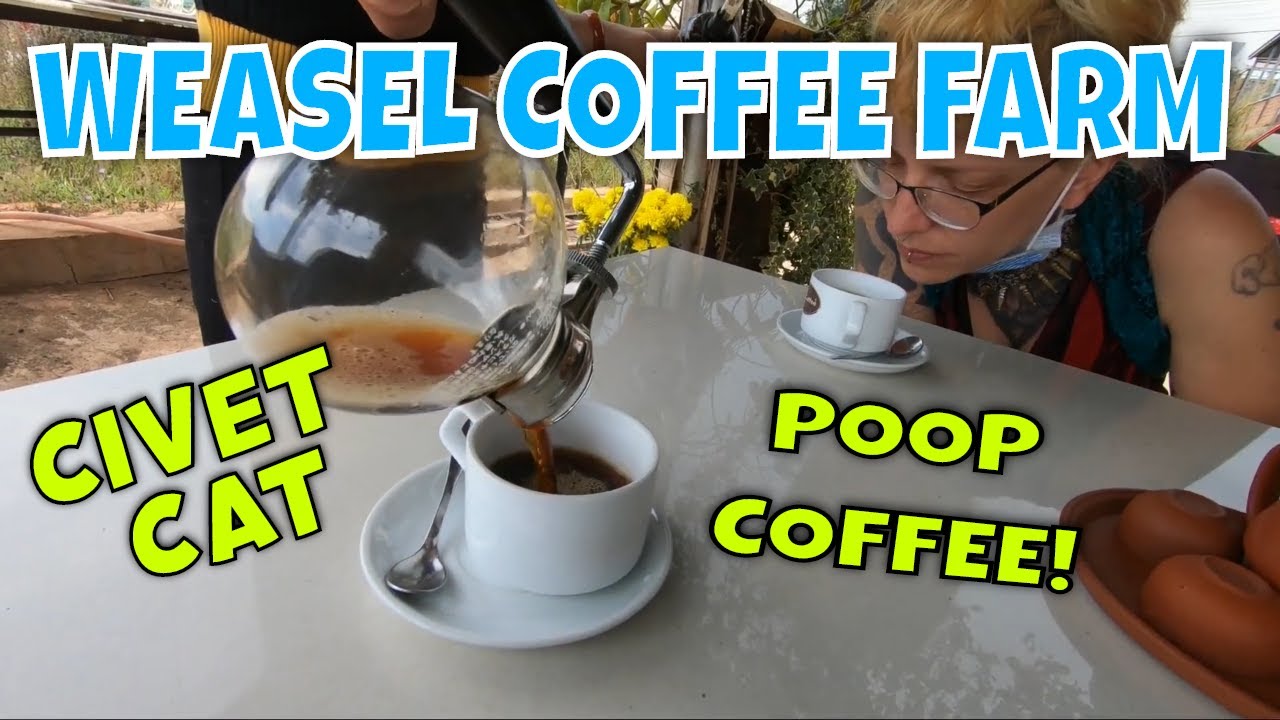 Experience the rich aroma and meticulous process of weasel coffee at this renowned Vietnamese farm.