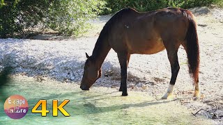 📗Horses drinking and eating - Domestic animals from Greek fauna for education - 4K video 📗Horses drinking and eating - Domestic animals from Greek fauna for education - 4K video