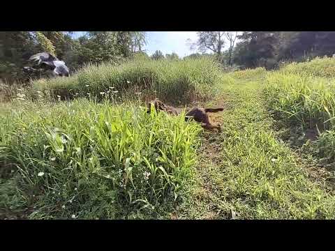 Pudel Pointer Chester on his first birds.