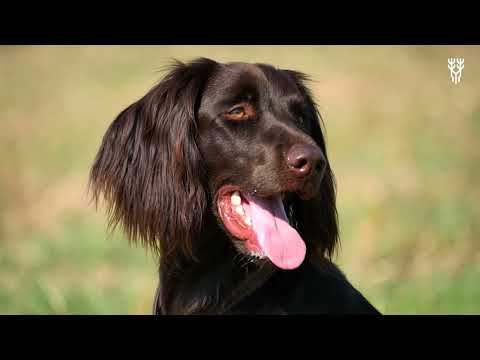 Pointing dogs and their areas of use