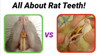 Let's Talk Rat Teeth - What's Normal & How to Care for Them