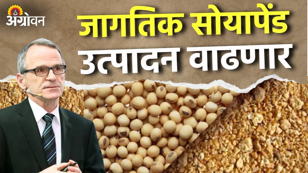 Soybean Rate: सोयातेलासाठी सोयाबीनचे गाळप वाढल्याने सोयापेंडचा पुरवठा वाढला | Agrowon