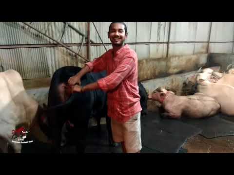 Samin er 2017 Kurbani cow ador-jotno cholchey.